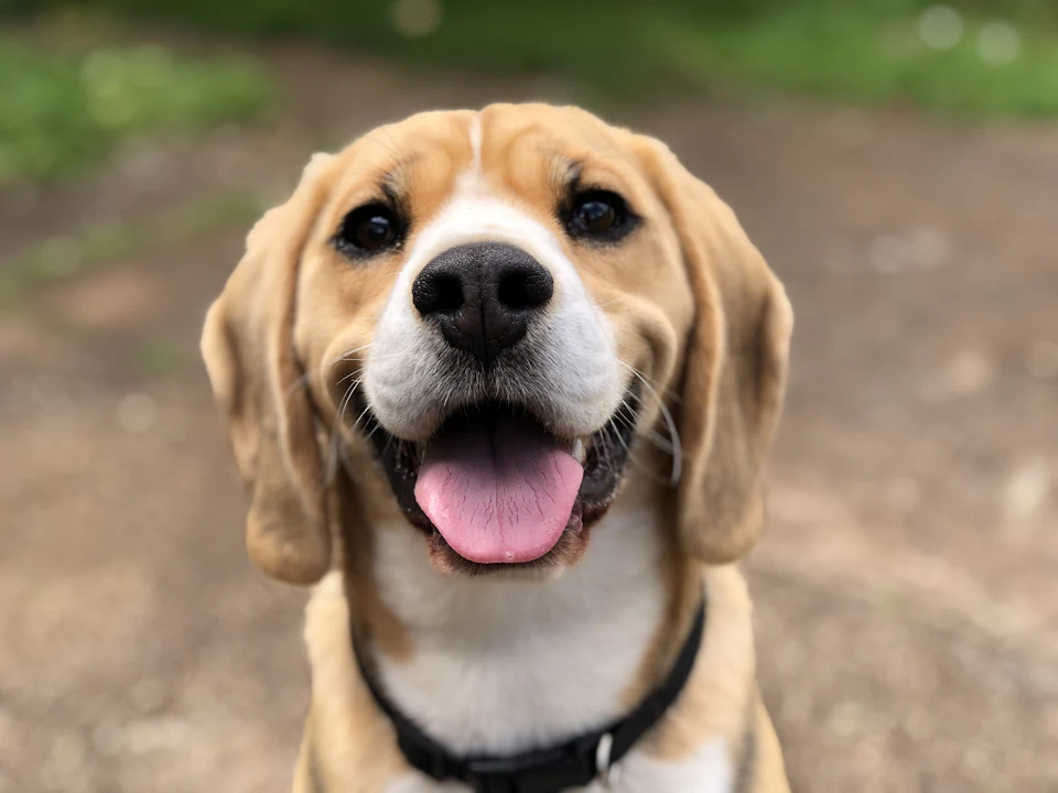 Dog's face