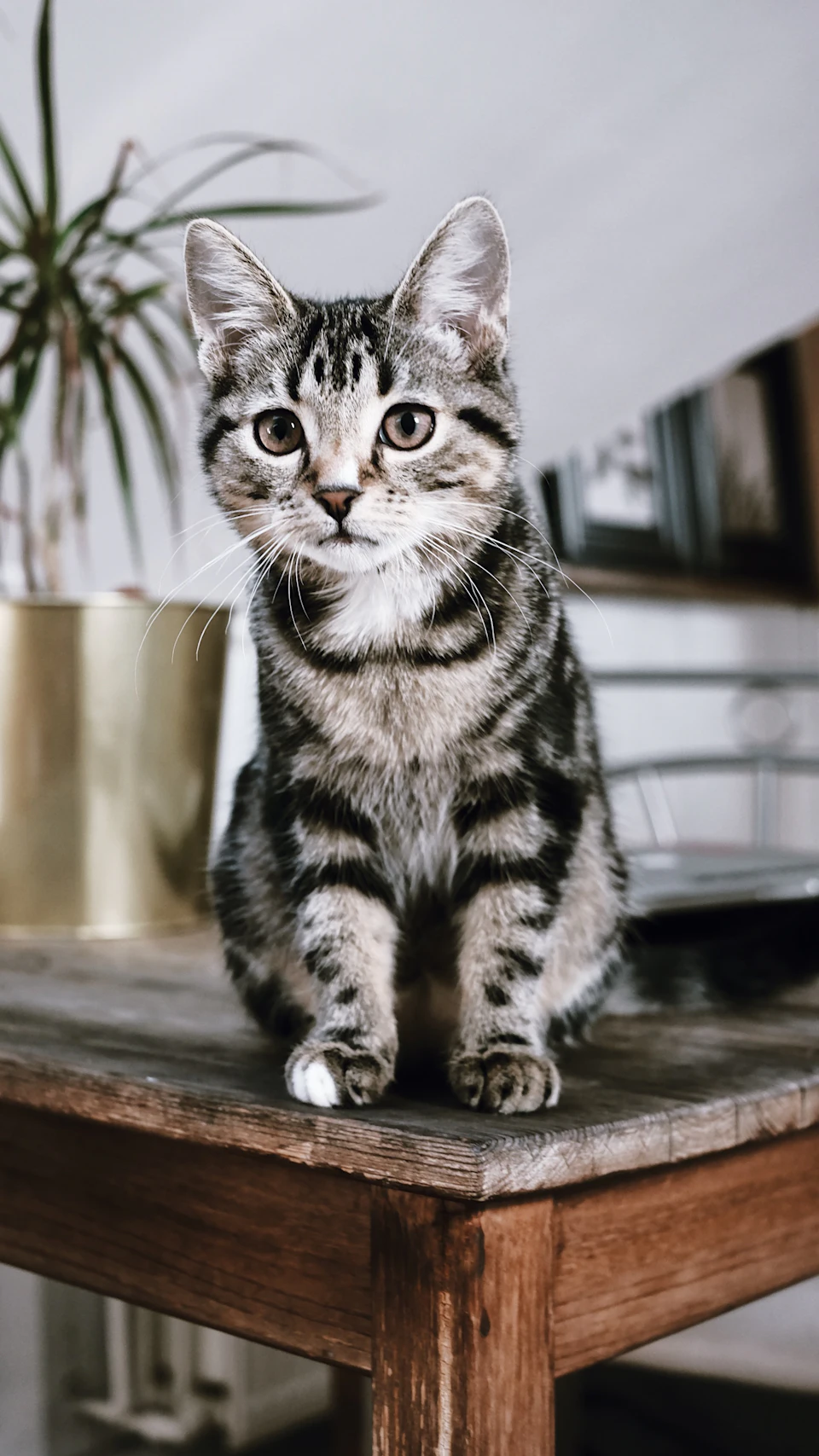 Silver tabby cat on brown wooden table
