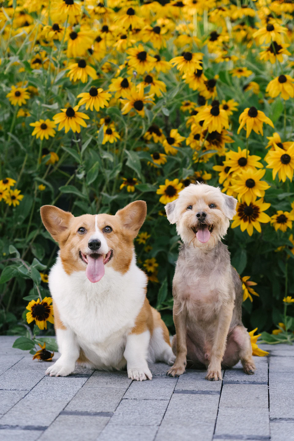 Two happy dogs sit in front of yellow flowers